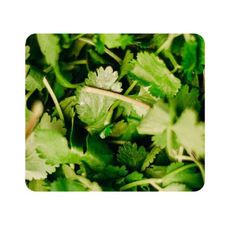 Cilantro